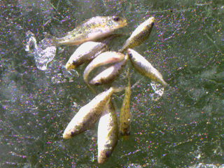 ryby